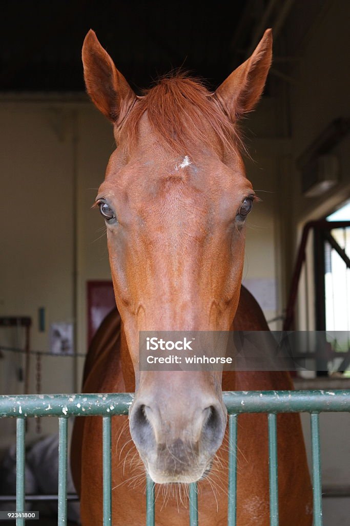 Portrait de cheval - Photo de Animaux domestiques libre de droits