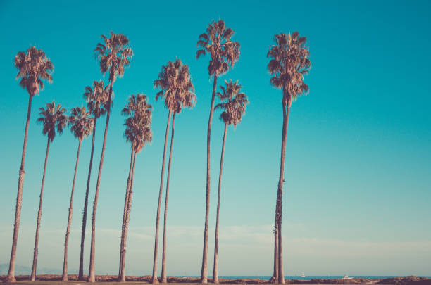 istock California high palms on the beach, blue sky background 923418058