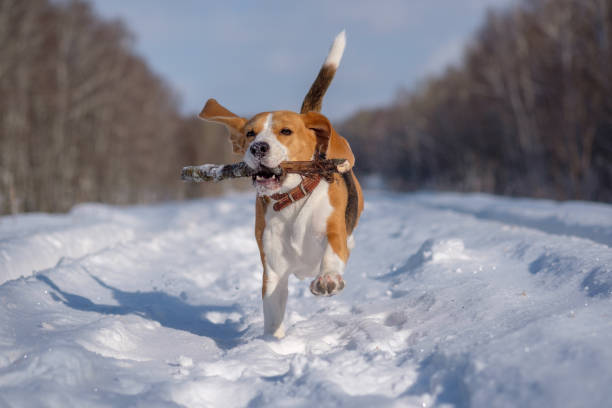 istock Beagle running around and playing with the winter forest 923418782