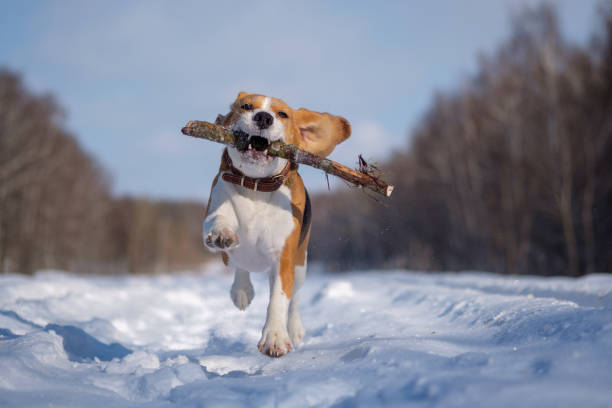 istock Beagle running around and playing with the winter forest 923418786