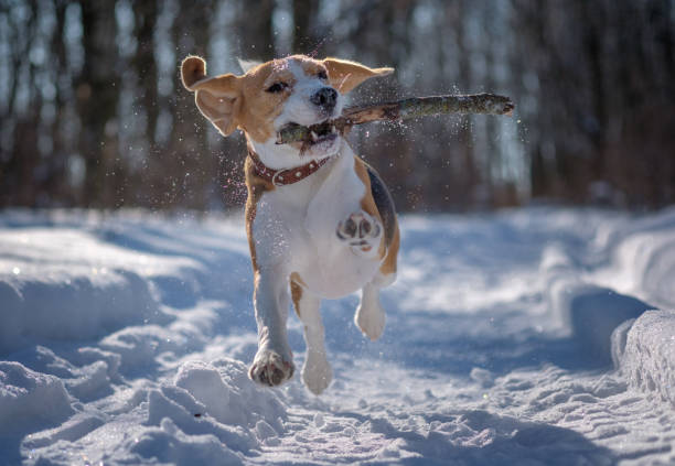 istock Beagle running around and playing with the winter forest 923418788