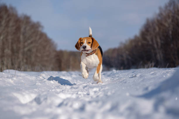 Beagle dog runs and plays in the winter forest on a Sunny frosty day