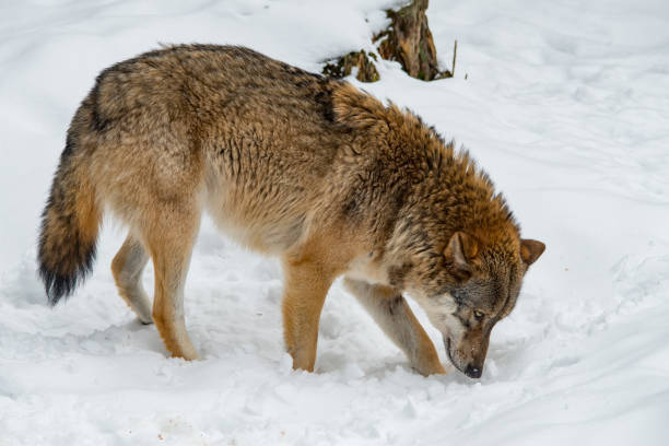 istock a wolf digs in the snow 923420110