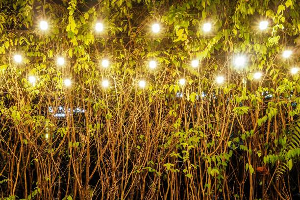 istock beautiful light bulbs decoration on trees 923421378