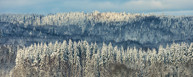 A panoramic winter forest landscape in Dalarna, Sweden.
