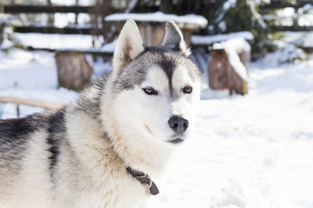 istock Husky in winter landscape 923423370