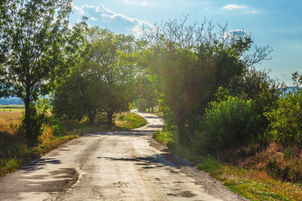 istock Winding treelined road 923430134