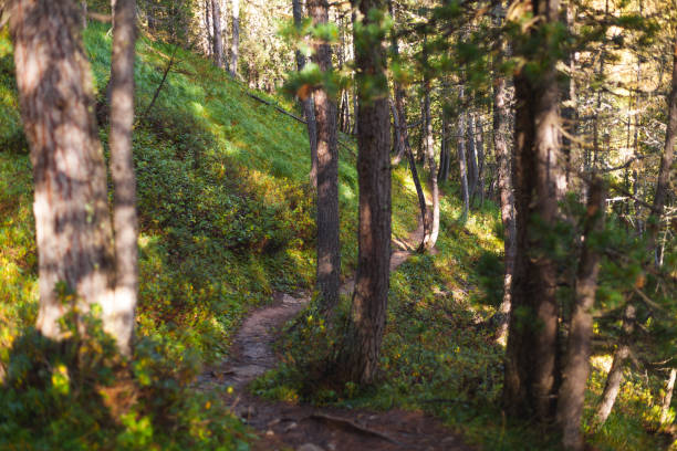 istock A beautiful view of a typical green forest somewhere in Dolomites, Italy 923430588