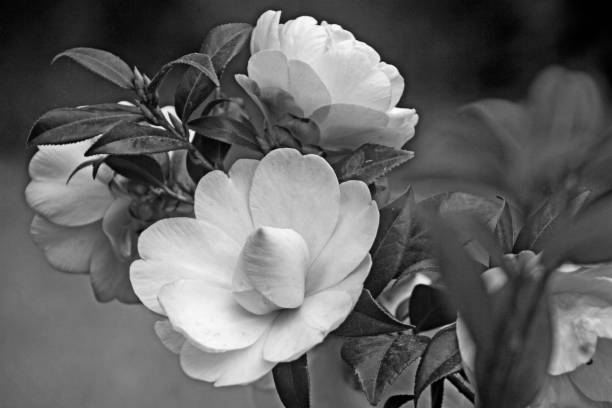 Double white flower magnolia tree buds blooming side by side black and white
