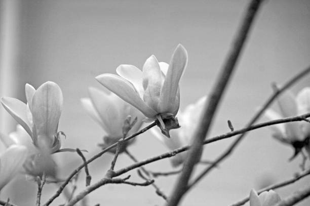 istock black and white cluster of opening white flowers 923433648