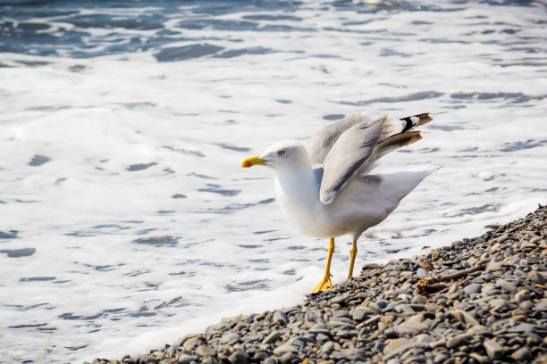 istock Seagull, sea and stones beach 923434858