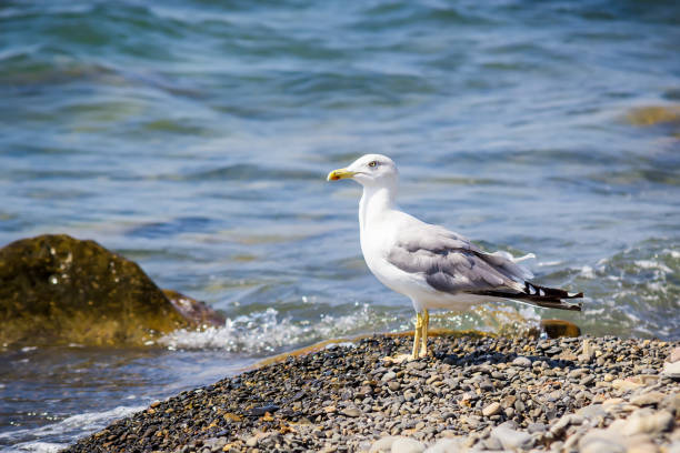 Seagull, sea and stones beach