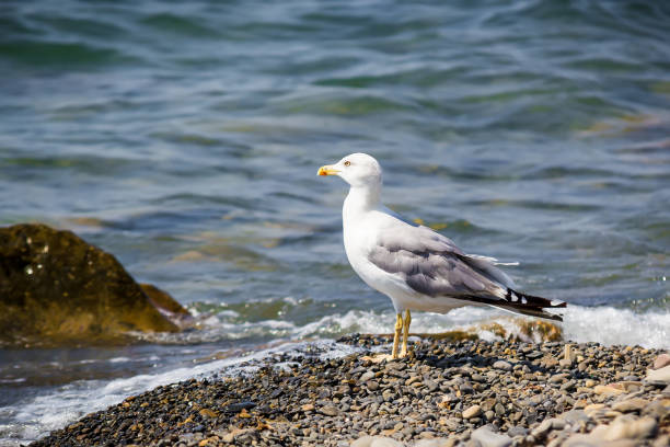 istock Seagull, sea and stones beach 923434922