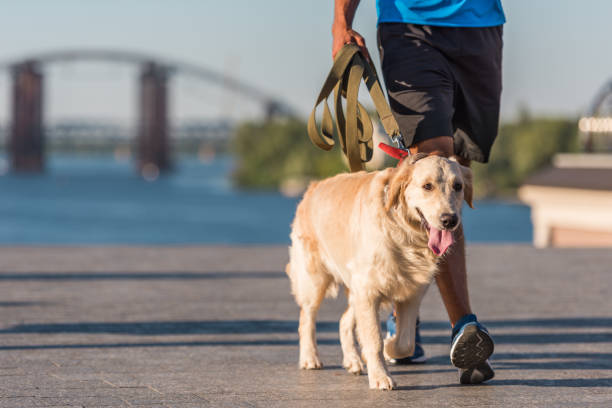 istock sportsman walking with dog 923435730