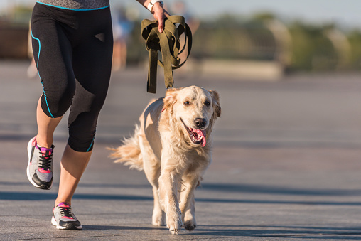 cropped view of sportswoman jogging with golden retriever dog in city at daytime