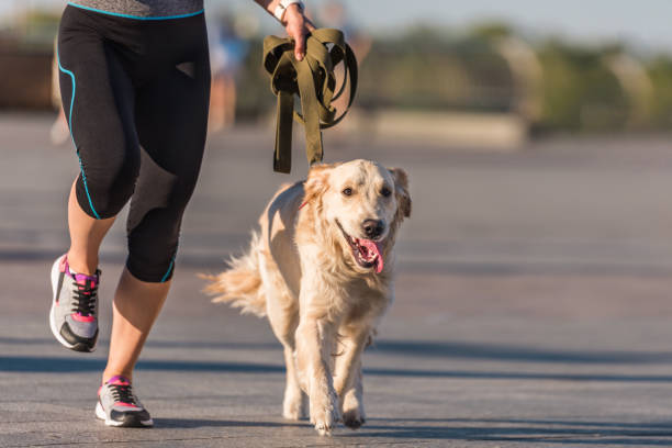 sportswoman jogging with dog cropped view of sportswoman jogging with golden retriever dog in city at daytime lady dog stock pictures, royalty-free photos & images