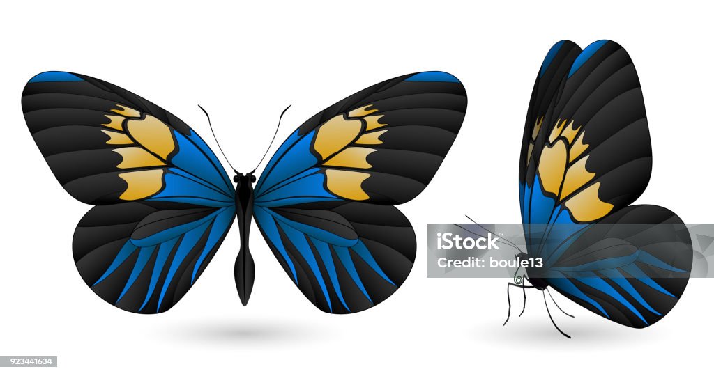 Beautiful butterfly isolated on a white background Beautiful butterfly isolated on a white background. Longwings or heliconians butterfly. 3D illustration Butterfly - Insect stock vector
