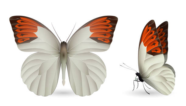 illustrations, cliparts, dessins animés et icônes de papillon grand bout orange isolé sur un blanc - hebomoia glaucippe