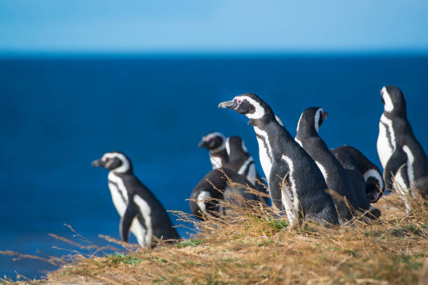 magellan-pinguine, patagonien - magallanes y antartica chilena region stock-fotos und bilder
