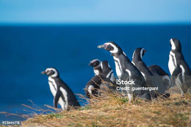 Magellanic Penguins Patagonia Stock Photo - Download Image Now - Chile, Penguin, Magdalena Island - Magallanes Region