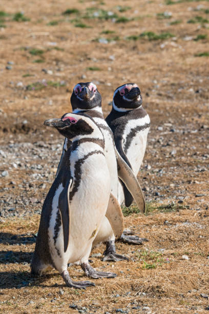 istock Magellanic penguins, Patagonia 923444846