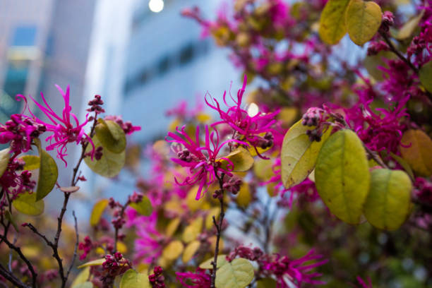 istock Pink  flowers -  backgrouns  skyscrapers 923444924