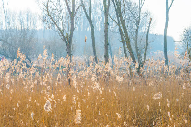 Frozen reed in a field in sunlight in winter