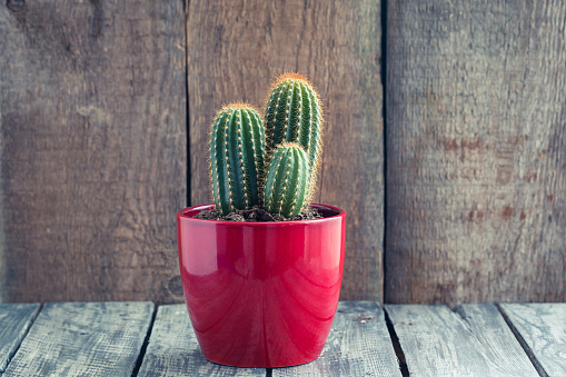 Green Cacti in the red pot on rustic wooden background. Toned vintage.