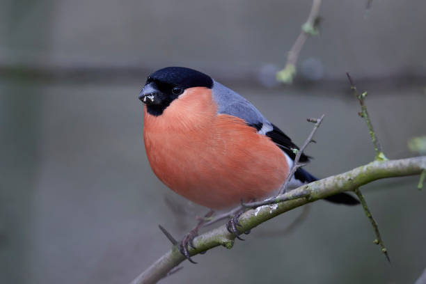 istock Eurasian bullfinch (Pyrrhula pyrrhula) 923447950