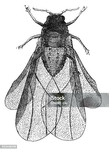 Vermin Close Up Stock Illustration - Download Image Now - Animal Wing, Beetle, Engraved Image
