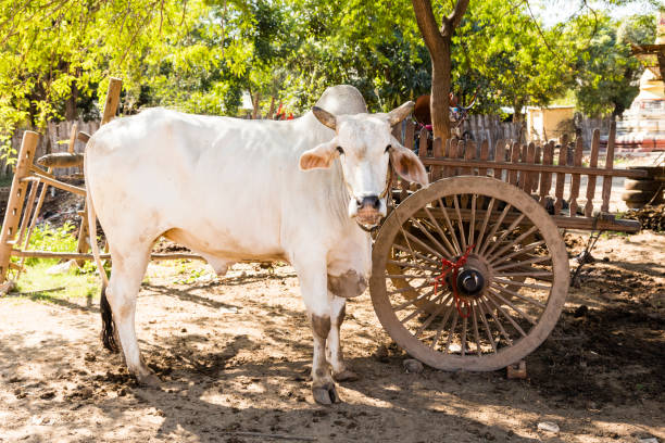 Cow is standing under a tree in the shade in Bagan, Myanmar