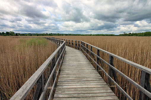 Wooden footpath over the swamp