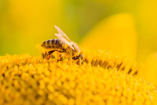 istock Honey bee covered with yellow pollen collecting nectar in flower 923452688