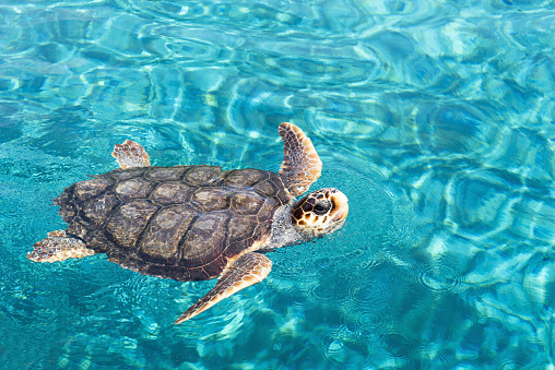 Big sea turtle swimming on water