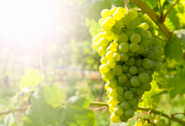 Vineyard in the famous Austrian winegrowing area Wachau (Spitz an der Donau), Lower Austria