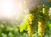 White Wine grapes in the famous Wachau (Spitz), Lower Austria