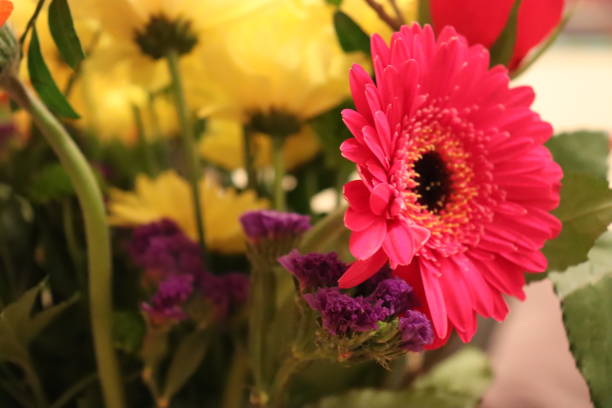 istock Beautiful Colourful Springtime Flowers 923458824