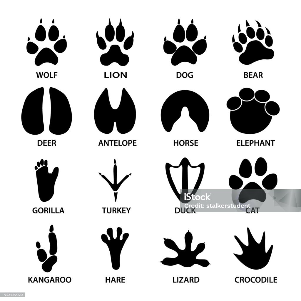 Formas negras huellas de animales. Elefante, leopardo, reptil y Tigre. Diferentes pasos - arte vectorial de Almohadillas - Pata de animal libre de derechos