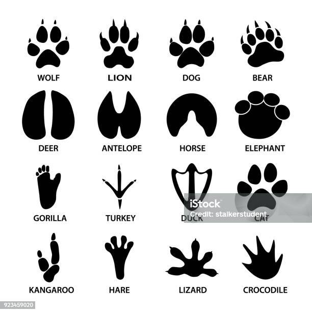 Formes Noires Empreintes Danimaux Éléphant Leopard Reptiles Et Tigre Différentes Étapes Vecteurs libres de droits et plus d'images vectorielles de Patte