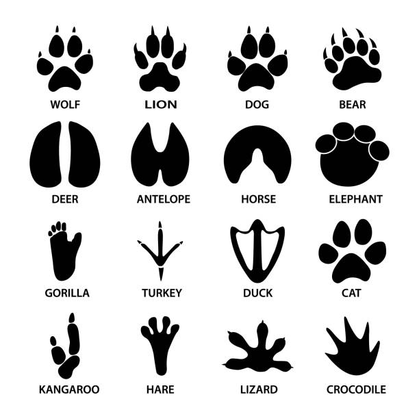 Black footprints shapes of animals. Elephant, leopard, reptile and tiger. Different steps Black footprints shapes of animals. Elephant, leopard, reptile and tiger. Different steps reptile feet stock illustrations