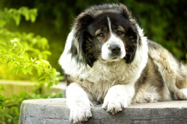 cane da pastore adulto. - sheepdog foto e immagini stock