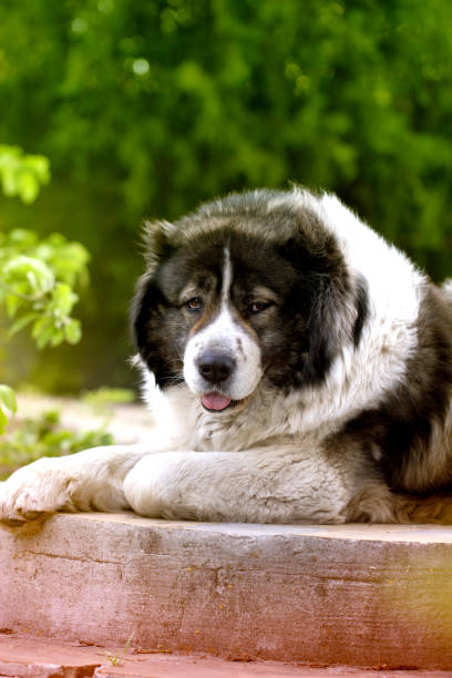 istock Adult Shepherd dog. 923459234