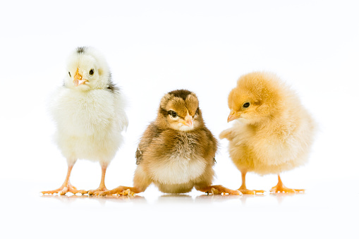 Three baby chickens photographed on a white studio background.  The breeds from left to right are: Ancona, Brown Leghorn, Buff Orpington