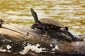 Yellow-bellied Slider Turtle (Trachemys scripta scripta) warming under sun, Tortuguero Chanel, Costa Rica