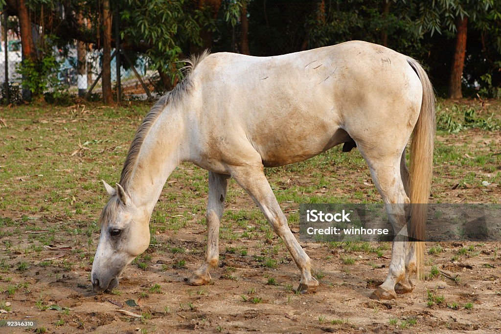 Cavalo de Comer - Royalty-free Amarelo Foto de stock