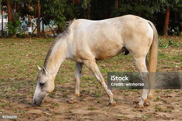 Cavalo De Comer - Fotografias de stock e mais imagens de Amarelo - Amarelo, Animal, Animal Doméstico