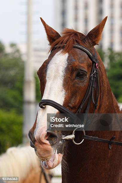 Retrato De Caballos Foto de stock y más banco de imágenes de Caballo de carreras - Caballo de carreras, Amarillo - Color, Animal