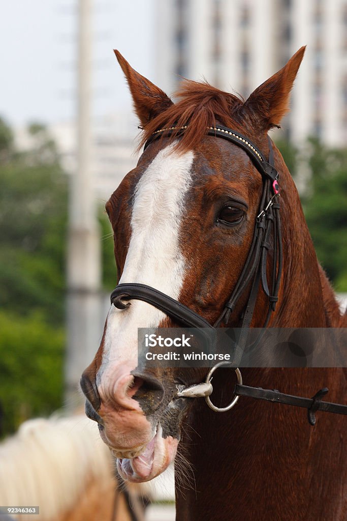 Retrato de cavalo - Foto de stock de Corrida de Cavalos - Cavalo royalty-free