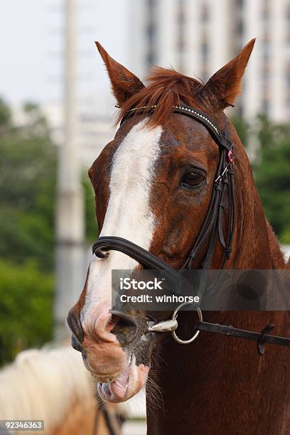 Foto de Retrato De Cavalo e mais fotos de stock de Corrida de Cavalos - Cavalo - Corrida de Cavalos - Cavalo, Amarelo, Animal