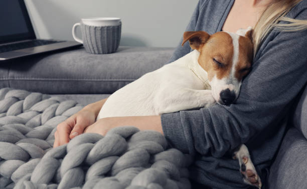 accogliente casa, donna coperta di coperta calda guardando film, abbracciando cane addormentato. rilassati, spensierati, stile di vita confortevole. - home movie foto e immagini stock